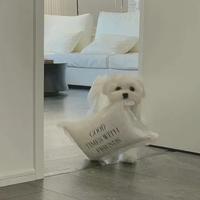 不吃凉拌香菜头像