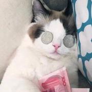 菜菜_1的个人资料头像