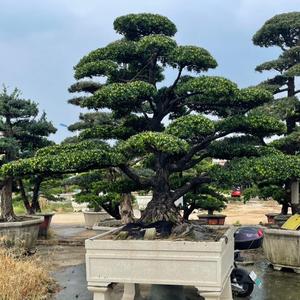 好景缘园艺头像