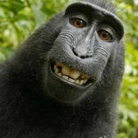 大樓又東風头像