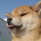 李梦捷的个人资料头像