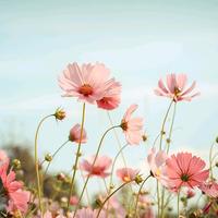 阿康说百态头像