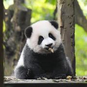 X_F的个人资料头像