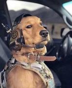 初级学徒的个人资料头像