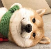 小鹅鹅鹅鹅的个人资料头像