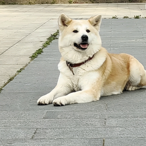 孺子可教头像
