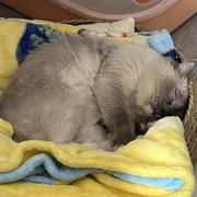 猪六六的个人资料头像