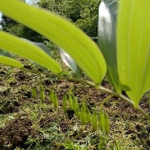 黄金种植头像