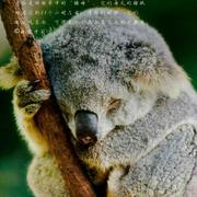 FolivoraTeng的个人资料头像