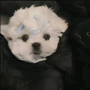 小李李李的个人资料头像