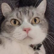 喵大佐正在接通视频电话的个人资料头像