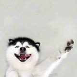zhujiejiee头像