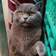 切图菜菜子的个人资料头像