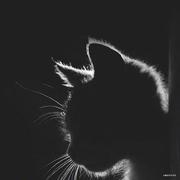 linjjzz的个人资料头像