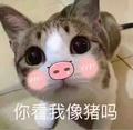 猪三三吖头像