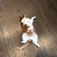 西瓜太郎的蜡笔小新头像