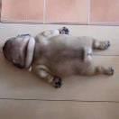 卑微独身犬的个人资料头像