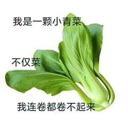 五彩小乔的个人资料头像