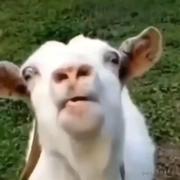 linjiashen9的个人资料头像