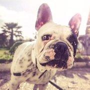 影山牌垫肩的个人资料头像