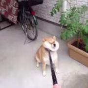 xDarkSoulsIIIx的个人资料头像