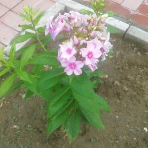 花香音乐头像