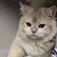 必须奶搓的凯迪头像