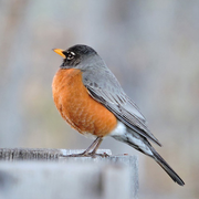 Aniliya的个人资料头像