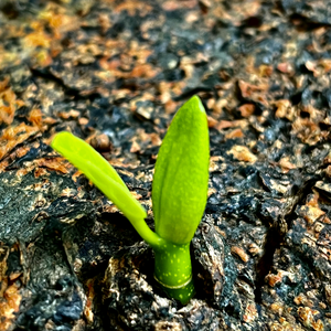 尖毛草头像