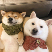 学习机器学习的学习机器的个人资料头像