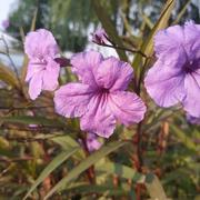 东知xtjj的个人资料头像