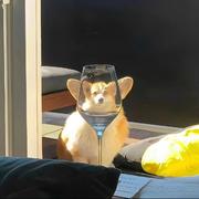 圣哥哥的个人资料头像