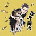 柴犬阿兴头像