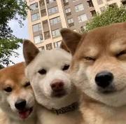 小皮果的个人资料头像