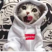 苦逼CV的个人资料头像