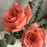 元气露珠Ac头像