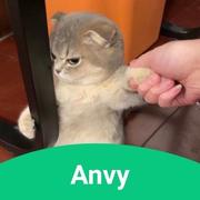 Anvy150的个人资料头像