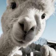 青柠蓝的个人资料头像