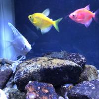 嘟嘟宝儿她爸头像