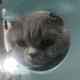 桃桃流泪猫猫头头像