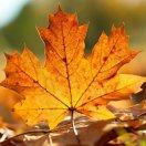 归期来客的个人资料头像