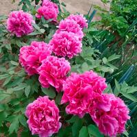 还我南海789头像