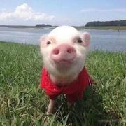 bestpig的个人资料头像