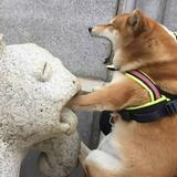 雾会散hy头像
