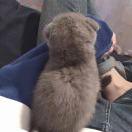 小胖吖的个人资料头像