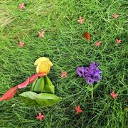 不吃折耳根929的个人资料头像