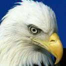 等待飞翔的鹰的个人资料头像