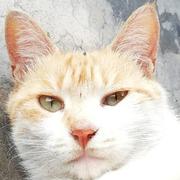 是鼠尾草嘛的个人资料头像