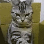 WZ8860的个人资料头像