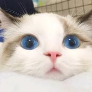 Moe君的个人资料头像